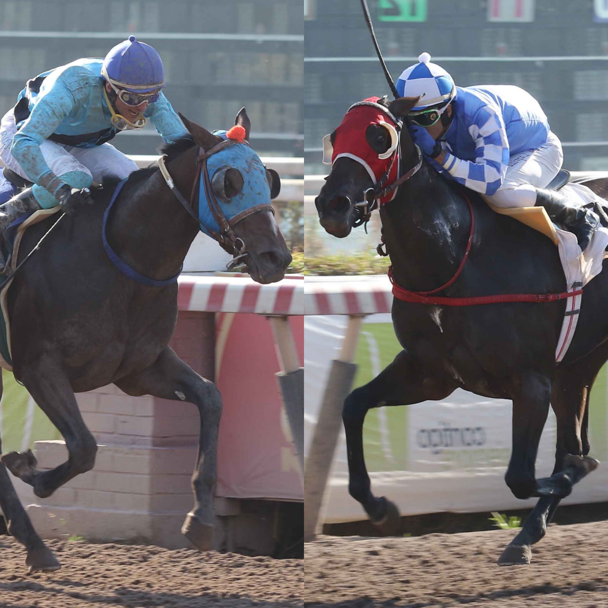 Sale Al Amanecer vs Bella Khaleesi