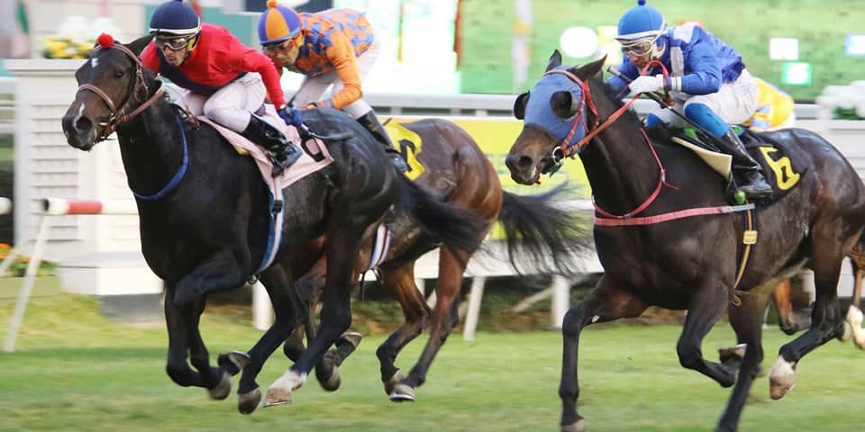 Muy Gracioso Criadores